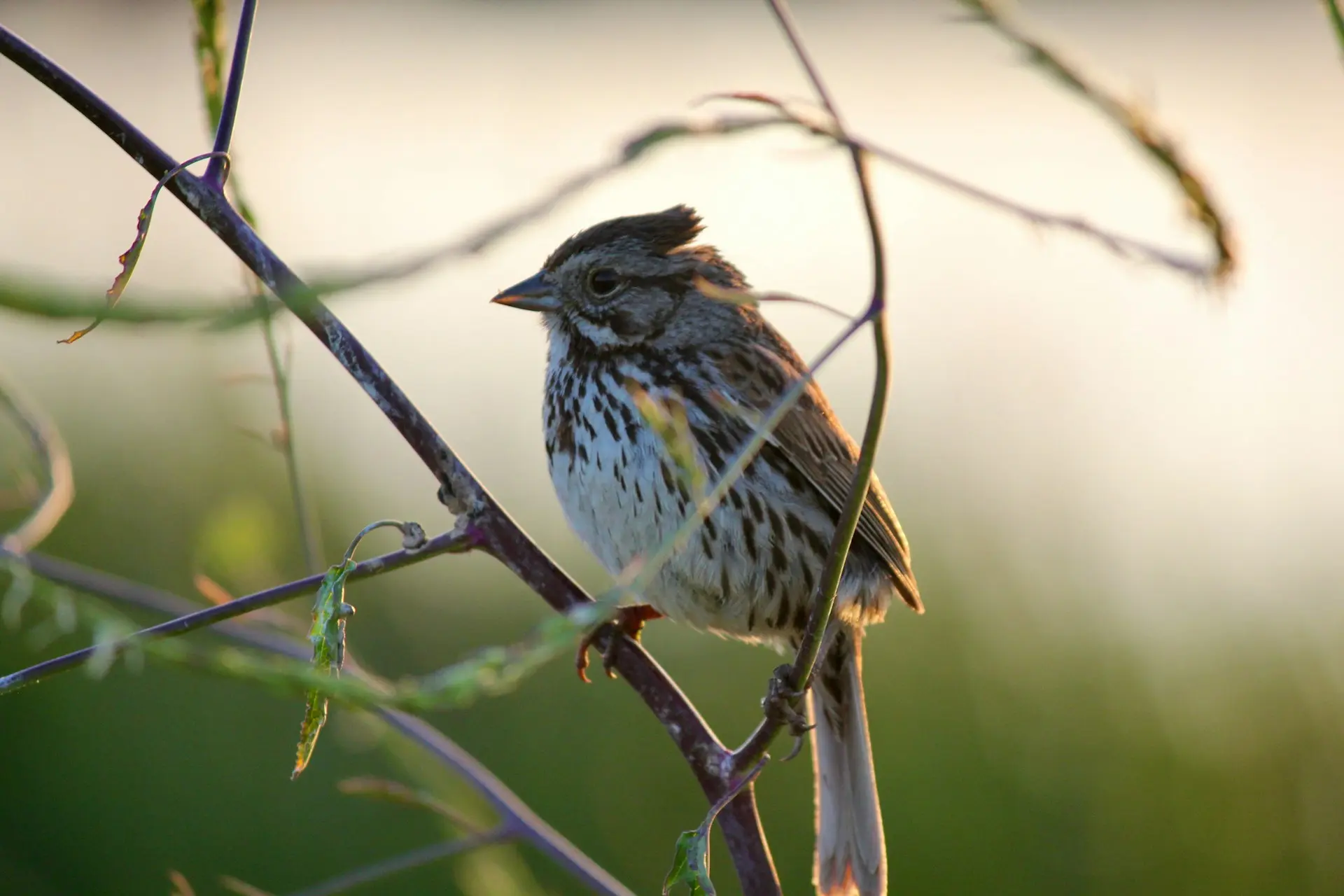 A close-up of a song-sparrow looking to the left.